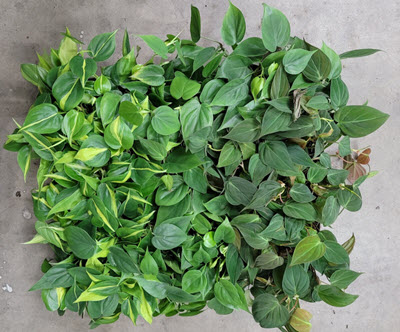 Trailing Philodendron Assortment